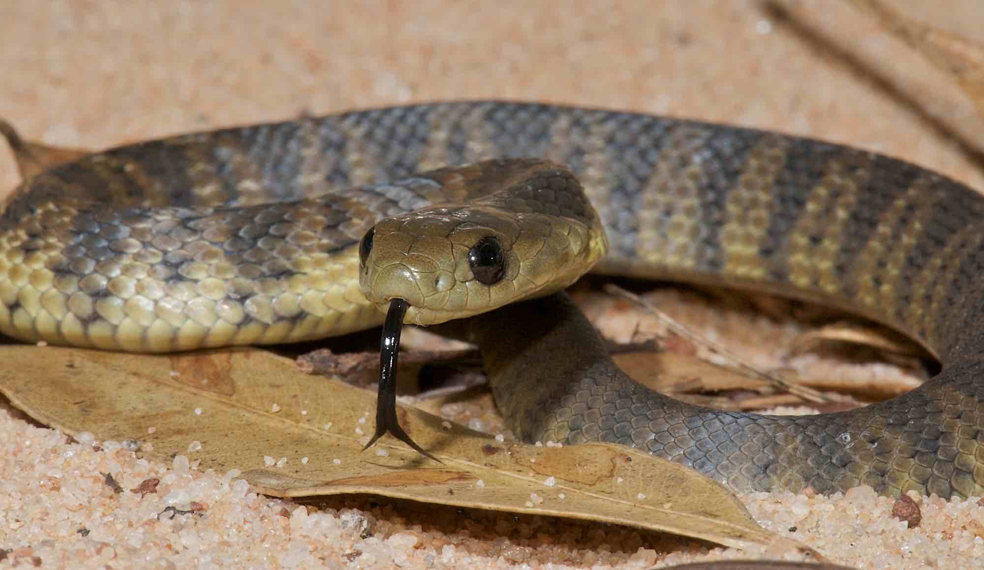 Why tiger snakes are on a winner UQ News The University of